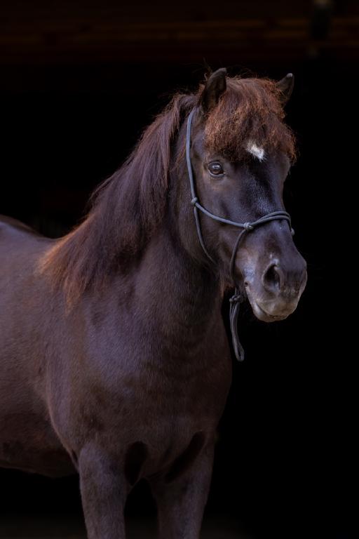 tiere-05.jpg